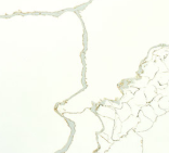 Comptoir Quartz 2cm - 3cm LXHA Calacatta Verde PC 63X130 po